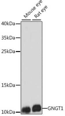 Western Blot: GNGT1 AntibodyAzide and BSA Free [NBP3-04725]