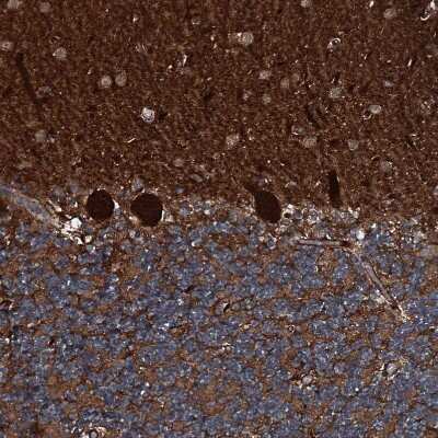 Immunohistochemistry-Paraffin: GNIP Antibody [NBP1-89751]