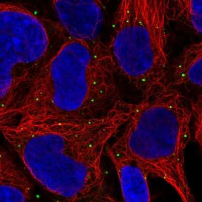 Immunocytochemistry/ Immunofluorescence: GNL1 Antibody [NBP2-54938]