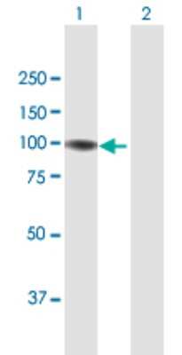 Western Blot: GNL2 Antibody [H00029889-B01P]