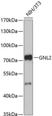 Western Blot: GNL2 AntibodyAzide and BSA Free [NBP3-04642]