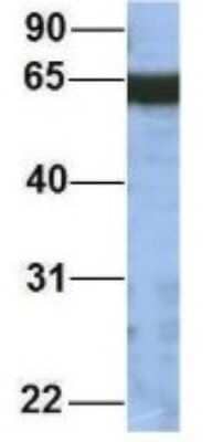 Western Blot: GNL3L Antibody [NBP1-55241]