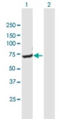 Western Blot: GNPAT Antibody [H00008443-B01P]