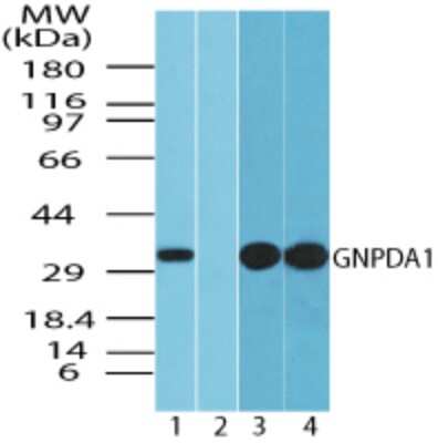 Western Blot: GNPDA1 Antibody [NBP2-24653]