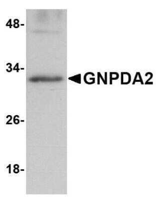 Western Blot: GNPDA2 AntibodyBSA Free [NBP1-76997]