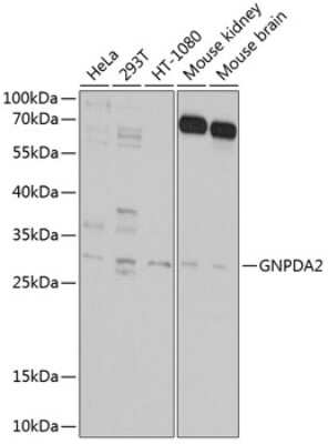 Western Blot: GNPDA2 AntibodyBSA Free [NBP3-04487]