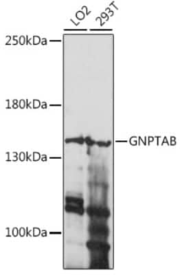 Western Blot: GNPTAB AntibodyAzide and BSA Free [NBP3-05029]