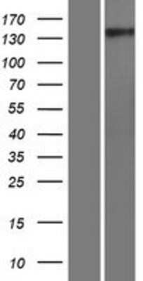 Western Blot: GNPTAB Overexpression Lysate [NBP2-06339]