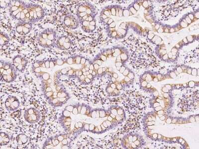 Immunohistochemistry-Paraffin: GNPTG Antibody [NBP2-97807]