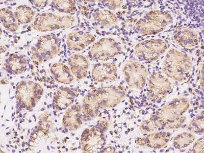 Immunohistochemistry-Paraffin: GNPTG Antibody [NBP2-97807]