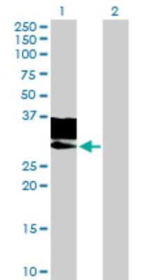 Western Blot: GNPTG Antibody [H00084572-B01P]