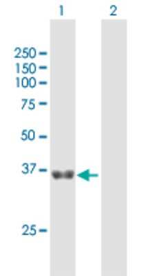 Western Blot: GNPTG Antibody [H00084572-B02P]