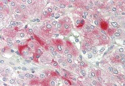 Immunohistochemistry-Paraffin: GNRH2 Antibody [NBP2-84994]