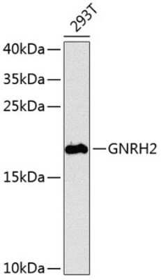 Western Blot: GNRH2 AntibodyBSA Free [NBP3-04882]