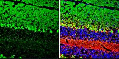 Immunohistochemistry-Frozen: GO Protein alpha Antibody [NBP2-16703]