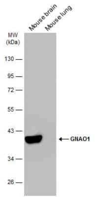 Western Blot: GO Protein alpha Antibody [NBP2-16703]