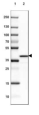 Western Blot: GO Protein alpha Antibody [NBP2-38477]