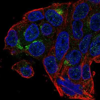 Immunocytochemistry/ Immunofluorescence: GOAT/MBOAT4 Antibody [NBP2-58522]