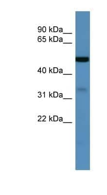 Western Blot: GODZ Antibody [NBP1-68903]