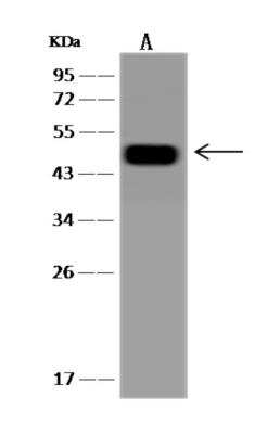 Western Blot: GODZ Antibody [NBP3-06315]