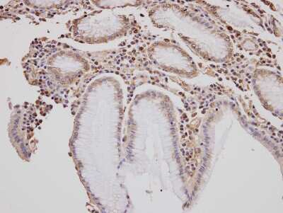 Immunohistochemistry-Paraffin: GOLGA3 Antibody [NBP1-30963]