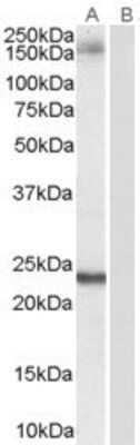 Western Blot: GOLGA3 Antibody [NB100-2442]