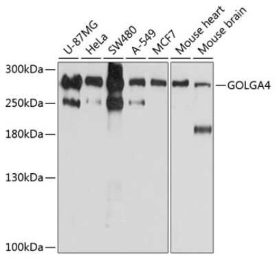 Western Blot: GOLGA4 AntibodyBSA Free [NBP3-04456]