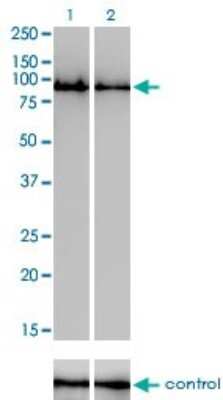 Western Blot: GOLGA5 Antibody (6B3) [H00009950-M01]