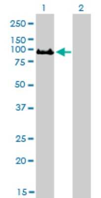 Western Blot: GOLGA5 Antibody (6B3) [H00009950-M01]