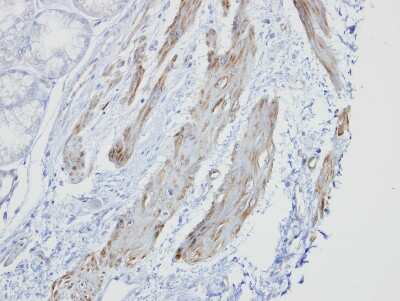 Immunohistochemistry-Paraffin: GOLGA5 Antibody [NBP1-31862]