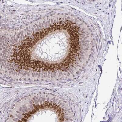Immunohistochemistry-Paraffin: GOLGA5 Antibody [NBP2-39007]