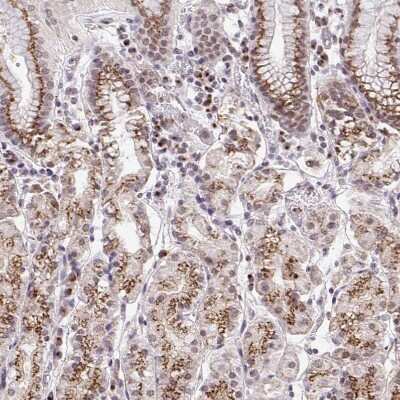 Immunohistochemistry-Paraffin: GOLGA5 Antibody [NBP2-39007]