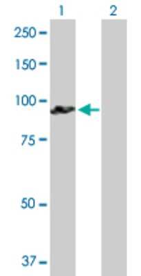 Western Blot: GOLGA5 Antibody [H00009950-B01P]