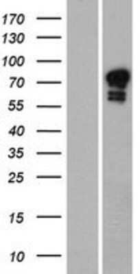 Western Blot: GOLGA6 Overexpression Lysate [NBP2-10615]