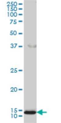 Western Blot: GOLGA7 Antibody (2H8) [H00051125-M01]