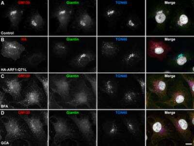 Immunocytochemistry/ Immunofluorescence: GOLGB1/Giantin Antibody [NBP2-22321]