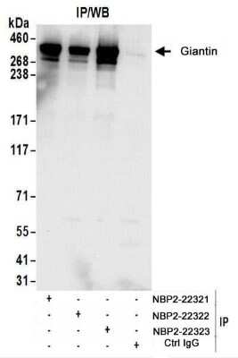 Immunoprecipitation: GOLGB1/Giantin Antibody [NBP2-22322]