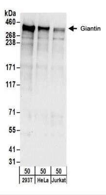 Western Blot: GOLGB1/Giantin Antibody [NBP2-22321]