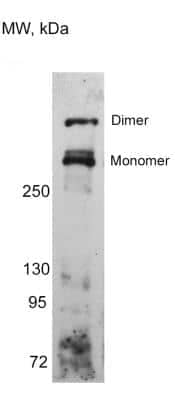 Western Blot: GOLGB1/Giantin Antibody [NBP2-22321]