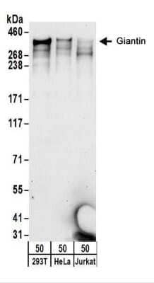 Western Blot: GOLGB1/Giantin Antibody [NBP2-22322]