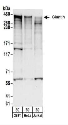 Western Blot: GOLGB1/Giantin Antibody [NBP2-22323]