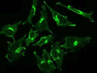 Immunocytochemistry/ Immunofluorescence: GOLM1 Antibody (12) [NBP3-12533]