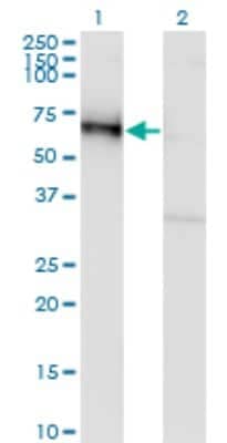 Western Blot: GOLM1 Antibody (5B10) [H00051280-M06]