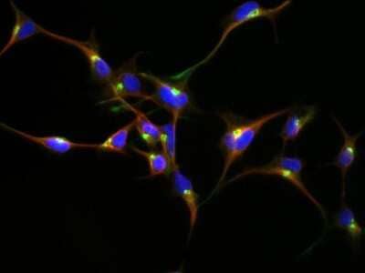 Immunocytochemistry/ Immunofluorescence: GOLM1 Antibody [NBP1-50627]
