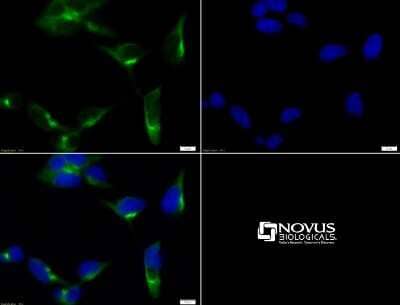 Immunocytochemistry/ Immunofluorescence: GOLM1 Antibody [NBP1-50627]