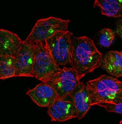 Immunocytochemistry/ Immunofluorescence: GOLM1 Antibody [NBP1-50627]
