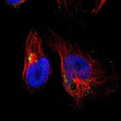 Immunocytochemistry/ Immunofluorescence: GOLM1 Antibody [NBP1-88774]