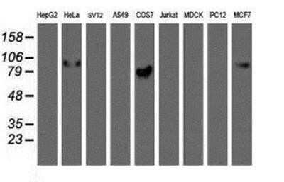 Western Blot: GOLM1 Antibody (OTI4B12)Azide and BSA Free [NBP2-71916]