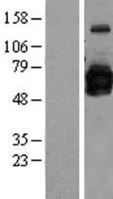 Western Blot: GOLM1 Overexpression Lysate [NBL1-11198]