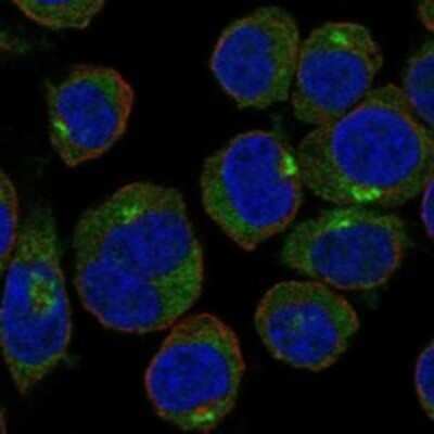 Immunocytochemistry/ Immunofluorescence: GOLPH3L Antibody [NBP3-17589]